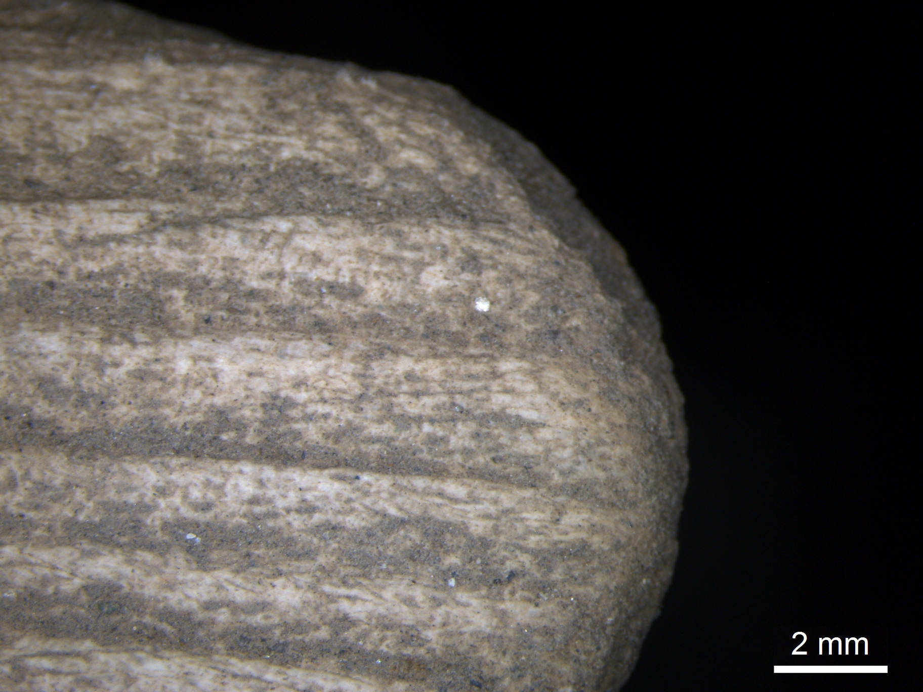 Microscope image
