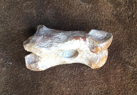 Perforated cattle toe
