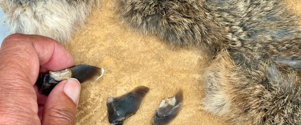 Neanderthal Stone Flakes